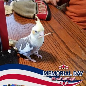 Meet your Posher, Paula